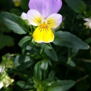Photographie n°2186338 du taxon Viola tricolor L. [1753]