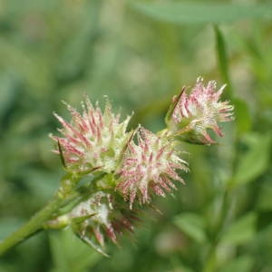 Photographie n°2186376 du taxon Onobrychis caput-galli (L.) Lam. [1779]