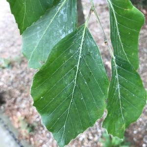 Photographie n°2186406 du taxon Fagus sylvatica L. [1753]