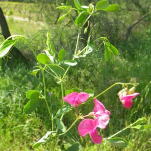Photographie n°2186445 du taxon Lathyrus tuberosus L.