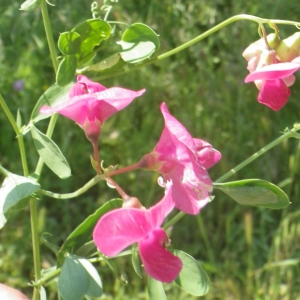 Photographie n°2186446 du taxon Lathyrus tuberosus L.