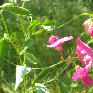 Photographie n°2186447 du taxon Lathyrus tuberosus L.