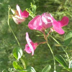 Photographie n°2186448 du taxon Lathyrus tuberosus L.