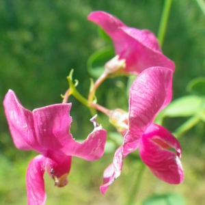 Photographie n°2186451 du taxon Lathyrus tuberosus L.