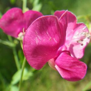 Photographie n°2186453 du taxon Lathyrus tuberosus L.