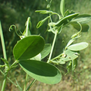 Photographie n°2186454 du taxon Lathyrus tuberosus L.