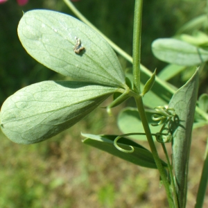 Photographie n°2186455 du taxon Lathyrus tuberosus L.