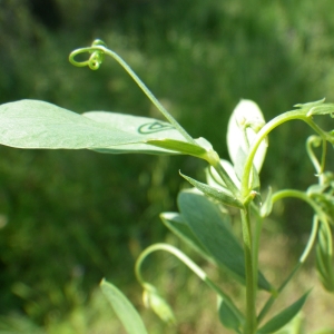 Photographie n°2186456 du taxon Lathyrus tuberosus L.