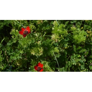 Adonis sp.
