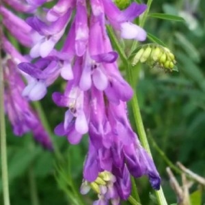 Photographie n°2186494 du taxon Vicia cracca L. [1753]