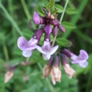 Photographie n°2186523 du taxon Vicia sepium L. [1753]