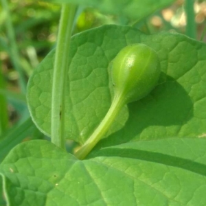 Photographie n°2186534 du taxon Aristolochia rotunda L. [1753]