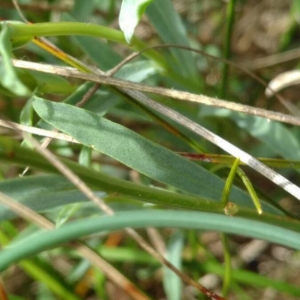 Photographie n°2186537 du taxon Linum campanulatum L.