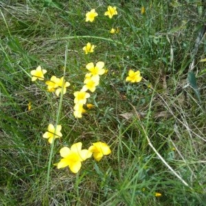 Photographie n°2186538 du taxon Linum campanulatum L.