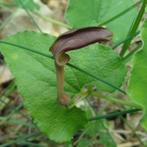 Photographie n°2186541 du taxon Aristolochia pistolochia L. [1753]