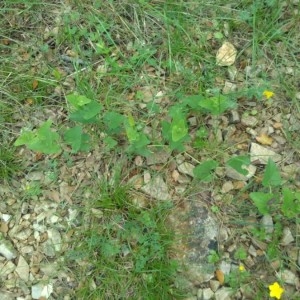 Photographie n°2186544 du taxon Aristolochia pistolochia L. [1753]