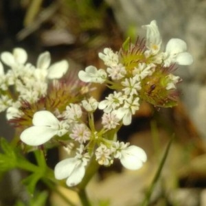 Photographie n°2186566 du taxon Caucalis platycarpos L. [1753]