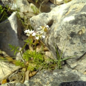 Photographie n°2186567 du taxon Caucalis platycarpos L. [1753]