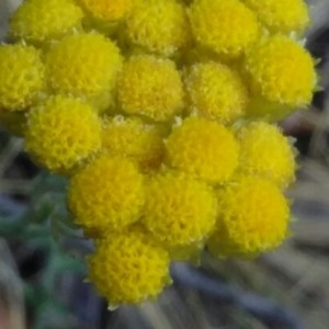 Photographie n°2186577 du taxon Helichrysum stoechas (L.) Moench [1794]