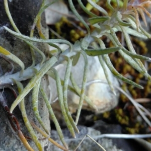 Photographie n°2186579 du taxon Helichrysum stoechas (L.) Moench [1794]
