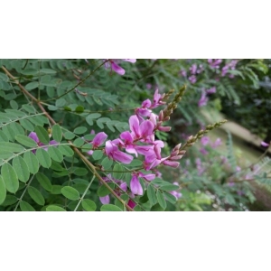 Robinia hispida var. nana (Elliott) DC. (Acacia rose)