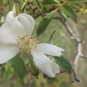 Photographie n°2186611 du taxon Rosa agrestis Savi [1798]