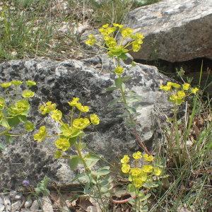 Photographie n°2186614 du taxon Euphorbia nicaeensis All. [1785]