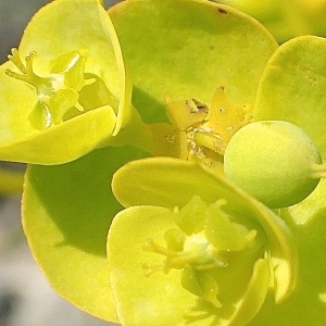 Photographie n°2186615 du taxon Euphorbia nicaeensis All. [1785]