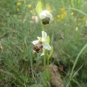 Photographie n°2186617 du taxon Ophrys philippei Gren. [1859]