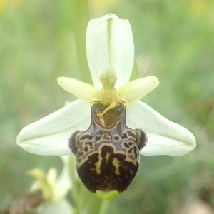 Photographie n°2186618 du taxon Ophrys philippei Gren. [1859]