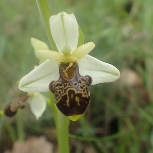 Photographie n°2186620 du taxon Ophrys philippei Gren. [1859]