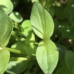 Photographie n°2186645 du taxon Lysimachia arvensis (L.) U.Manns & Anderb. [2009]