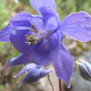 Photographie n°2186682 du taxon Aquilegia vulgaris L. [1753]