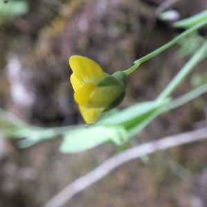 Photographie n°2186704 du taxon Lathyrus aphaca L.