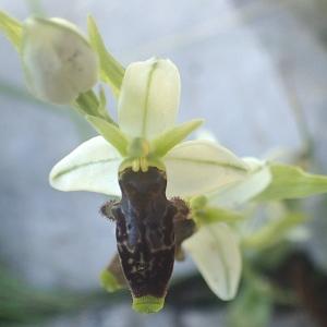 Photographie n°2186709 du taxon Ophrys philippei Gren. [1859]