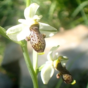 Photographie n°2186710 du taxon Ophrys philippei Gren. [1859]
