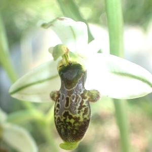  - Ophrys philippei Gren. [1859]