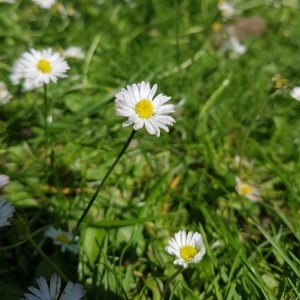 Photographie n°2186727 du taxon Bellis perennis L. [1753]