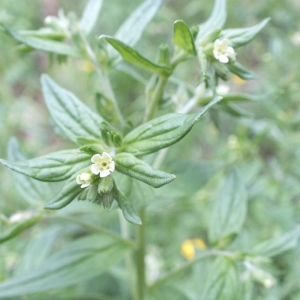 Photographie n°2186735 du taxon Lithospermum officinale L. [1753]