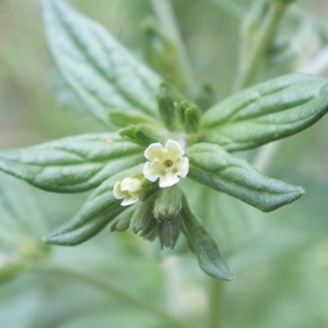 Photographie n°2186736 du taxon Lithospermum officinale L. [1753]