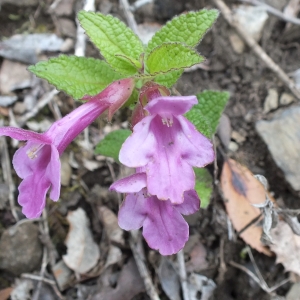 Photographie n°2186737 du taxon Melittis melissophyllum L.