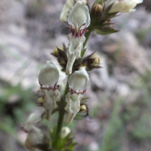 Photographie n°2186740 du taxon Stachys recta L.