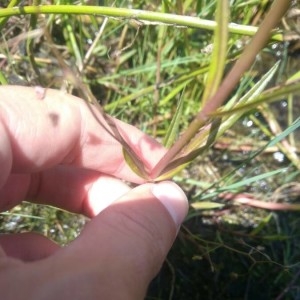Photographie n°2186768 du taxon Veronica scutellata L. [1753]