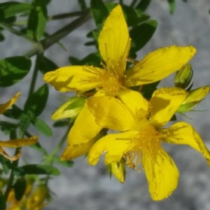 Photographie n°2186770 du taxon Hypericum perforatum L. [1753]