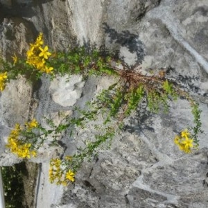 Photographie n°2186771 du taxon Hypericum perforatum L. [1753]