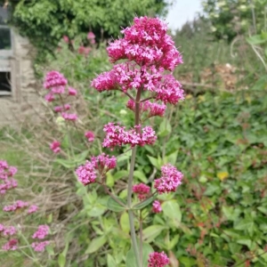 Photographie n°2186807 du taxon Centranthus ruber (L.) DC. [1805]