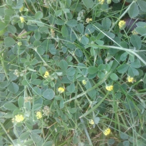 Photographie n°2186823 du taxon Medicago lupulina L. [1753]