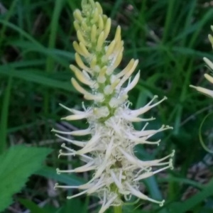 Photographie n°2186832 du taxon Phyteuma spicatum L. [1753]