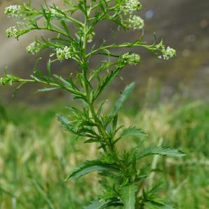 Photographie n°2186859 du taxon Lepidium campestre (L.) R.Br. [1812]