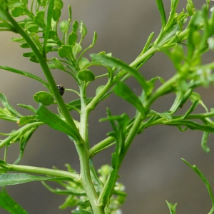 Photographie n°2186861 du taxon Lepidium campestre (L.) R.Br. [1812]